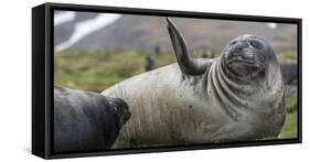 Elephant seal. Fortuna Bay, South Georgia Islands.-Tom Norring-Framed Stretched Canvas