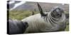 Elephant seal. Fortuna Bay, South Georgia Islands.-Tom Norring-Stretched Canvas