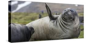 Elephant seal. Fortuna Bay, South Georgia Islands.-Tom Norring-Stretched Canvas