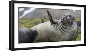 Elephant seal. Fortuna Bay, South Georgia Islands.-Tom Norring-Framed Premium Photographic Print