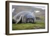 Elephant seal. Fortuna Bay, South Georgia Islands.-Tom Norring-Framed Photographic Print