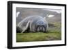 Elephant seal. Fortuna Bay, South Georgia Islands.-Tom Norring-Framed Photographic Print