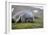 Elephant seal. Fortuna Bay, South Georgia Islands.-Tom Norring-Framed Photographic Print