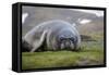 Elephant seal. Fortuna Bay, South Georgia Islands.-Tom Norring-Framed Stretched Canvas