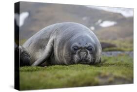 Elephant seal. Fortuna Bay, South Georgia Islands.-Tom Norring-Stretched Canvas