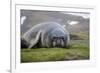 Elephant seal. Fortuna Bay, South Georgia Islands.-Tom Norring-Framed Photographic Print