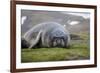 Elephant seal. Fortuna Bay, South Georgia Islands.-Tom Norring-Framed Photographic Print