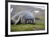 Elephant seal. Fortuna Bay, South Georgia Islands.-Tom Norring-Framed Photographic Print