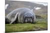 Elephant seal. Fortuna Bay, South Georgia Islands.-Tom Norring-Mounted Photographic Print