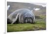 Elephant seal. Fortuna Bay, South Georgia Islands.-Tom Norring-Framed Photographic Print