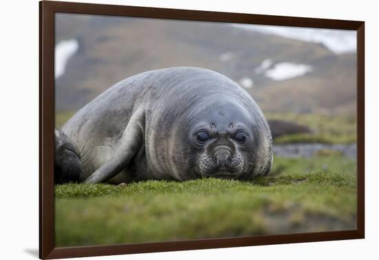 Elephant seal. Fortuna Bay, South Georgia Islands.-Tom Norring-Framed Photographic Print