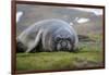 Elephant seal. Fortuna Bay, South Georgia Islands.-Tom Norring-Framed Photographic Print