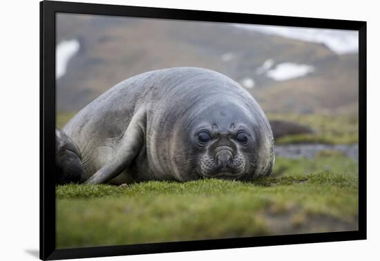 Elephant seal. Fortuna Bay, South Georgia Islands.-Tom Norring-Framed Photographic Print