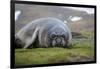 Elephant seal. Fortuna Bay, South Georgia Islands.-Tom Norring-Framed Photographic Print