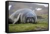 Elephant seal. Fortuna Bay, South Georgia Islands.-Tom Norring-Framed Stretched Canvas