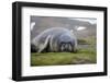 Elephant seal. Fortuna Bay, South Georgia Islands.-Tom Norring-Framed Premium Photographic Print