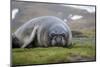 Elephant seal. Fortuna Bay, South Georgia Islands.-Tom Norring-Mounted Premium Photographic Print