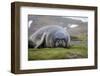 Elephant seal. Fortuna Bay, South Georgia Islands.-Tom Norring-Framed Photographic Print