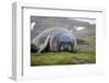 Elephant seal. Fortuna Bay, South Georgia Islands.-Tom Norring-Framed Photographic Print