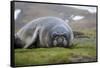 Elephant seal. Fortuna Bay, South Georgia Islands.-Tom Norring-Framed Stretched Canvas