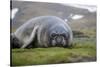 Elephant seal. Fortuna Bay, South Georgia Islands.-Tom Norring-Stretched Canvas