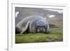 Elephant seal. Fortuna Bay, South Georgia Islands.-Tom Norring-Framed Photographic Print