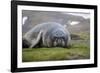 Elephant seal. Fortuna Bay, South Georgia Islands.-Tom Norring-Framed Photographic Print