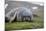 Elephant seal. Fortuna Bay, South Georgia Islands.-Tom Norring-Mounted Photographic Print