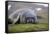 Elephant seal. Fortuna Bay, South Georgia Islands.-Tom Norring-Framed Stretched Canvas