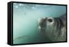 Elephant Seal in Livingstone Island, Antarctica-Paul Souders-Framed Stretched Canvas