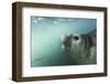 Elephant Seal in Livingstone Island, Antarctica-Paul Souders-Framed Photographic Print