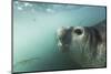 Elephant Seal in Livingstone Island, Antarctica-Paul Souders-Mounted Photographic Print