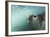 Elephant Seal in Livingstone Island, Antarctica-Paul Souders-Framed Photographic Print