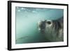 Elephant Seal in Livingstone Island, Antarctica-Paul Souders-Framed Photographic Print