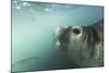 Elephant Seal in Livingstone Island, Antarctica-Paul Souders-Mounted Photographic Print