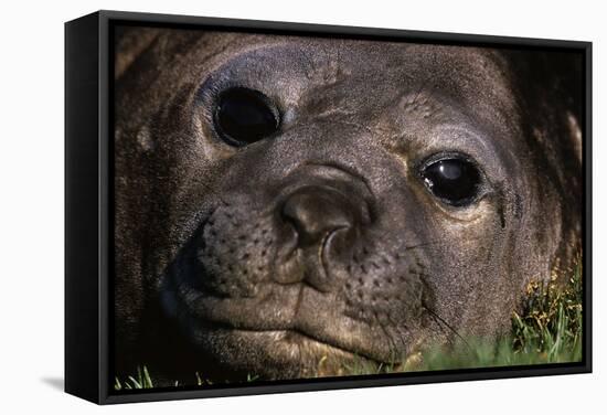 Elephant Seal Lying in Grass-Paul Souders-Framed Stretched Canvas