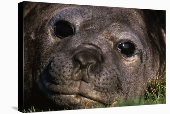 Elephant Seal Lying in Grass-Paul Souders-Stretched Canvas