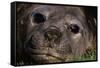 Elephant Seal Lying in Grass-Paul Souders-Framed Stretched Canvas