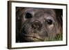 Elephant Seal Lying in Grass-Paul Souders-Framed Photographic Print