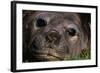 Elephant Seal Lying in Grass-Paul Souders-Framed Photographic Print