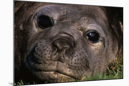 Elephant Seal Lying in Grass-Paul Souders-Mounted Photographic Print