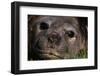 Elephant Seal Lying in Grass-Paul Souders-Framed Photographic Print