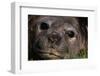 Elephant Seal Lying in Grass-Paul Souders-Framed Photographic Print