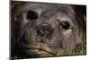 Elephant Seal Lying in Grass-Paul Souders-Mounted Photographic Print