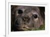 Elephant Seal Lying in Grass-Paul Souders-Framed Photographic Print