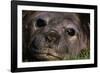 Elephant Seal Lying in Grass-Paul Souders-Framed Photographic Print