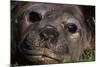 Elephant Seal Lying in Grass-Paul Souders-Mounted Photographic Print