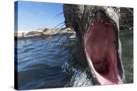 Elephant Seal on Livingstone Island, Antarctica-Paul Souders-Stretched Canvas