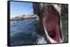 Elephant Seal on Livingstone Island, Antarctica-Paul Souders-Framed Stretched Canvas