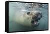 Elephant Seal on Livingstone Island, Antarctica-Paul Souders-Framed Stretched Canvas
